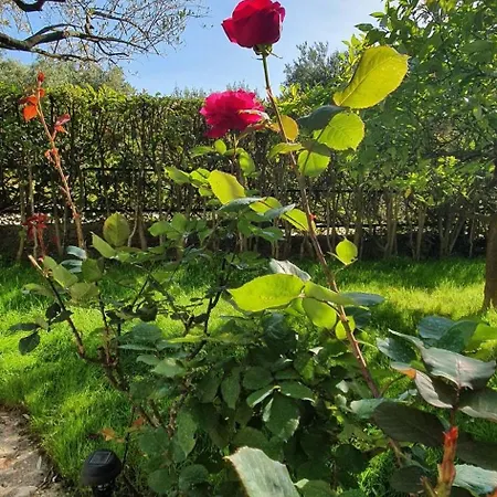 شقة Fish بوداكا